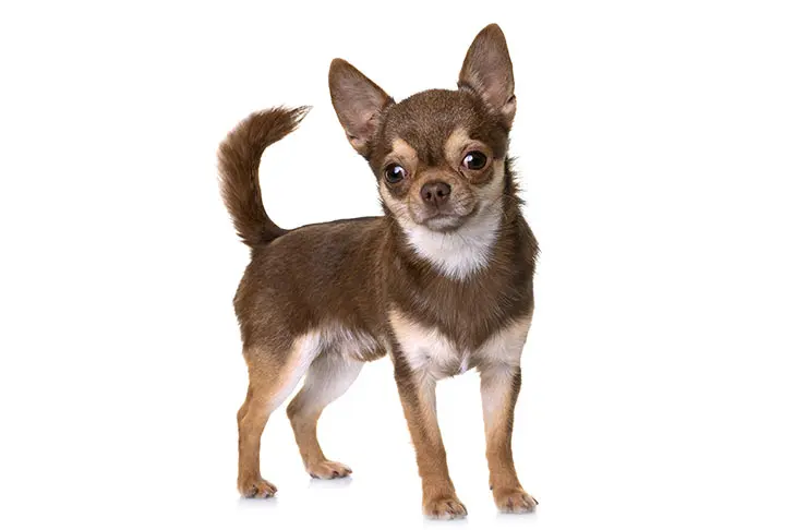 Chihuahua dog