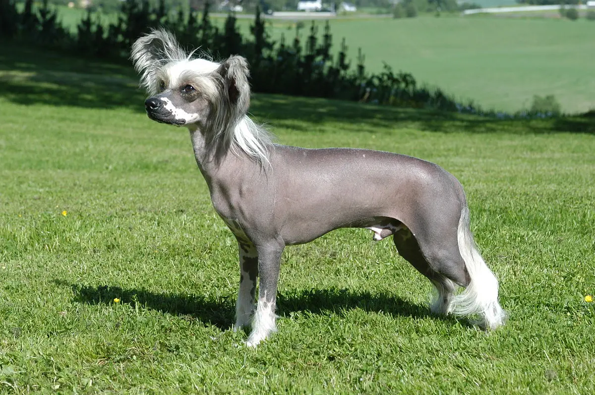 Chinese crested dog