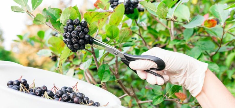 Chokeberry: how to grow a good harvest