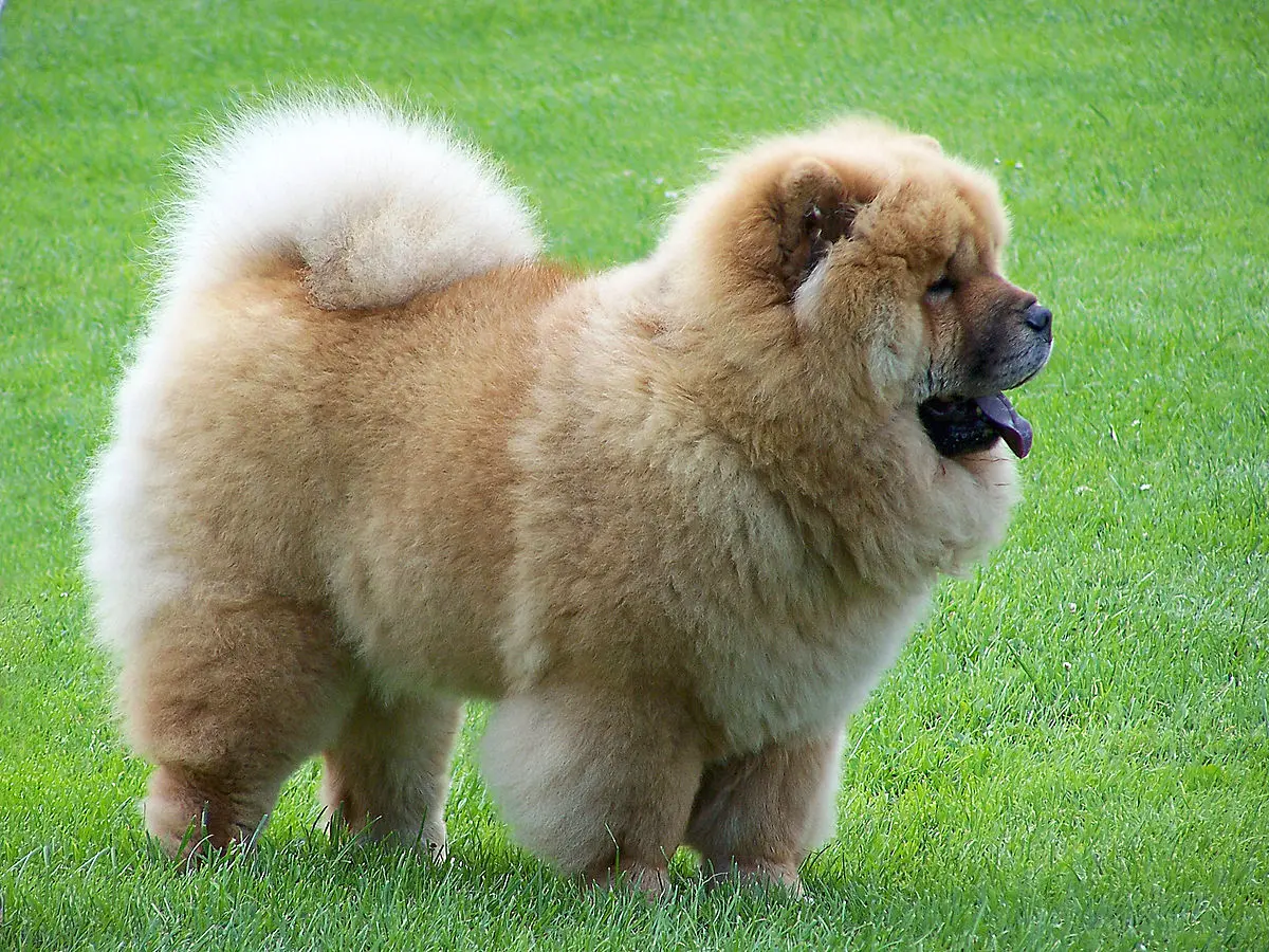 Chow Chow dog