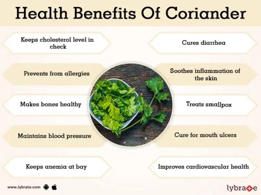 Cilantro: benefits and harms to the body