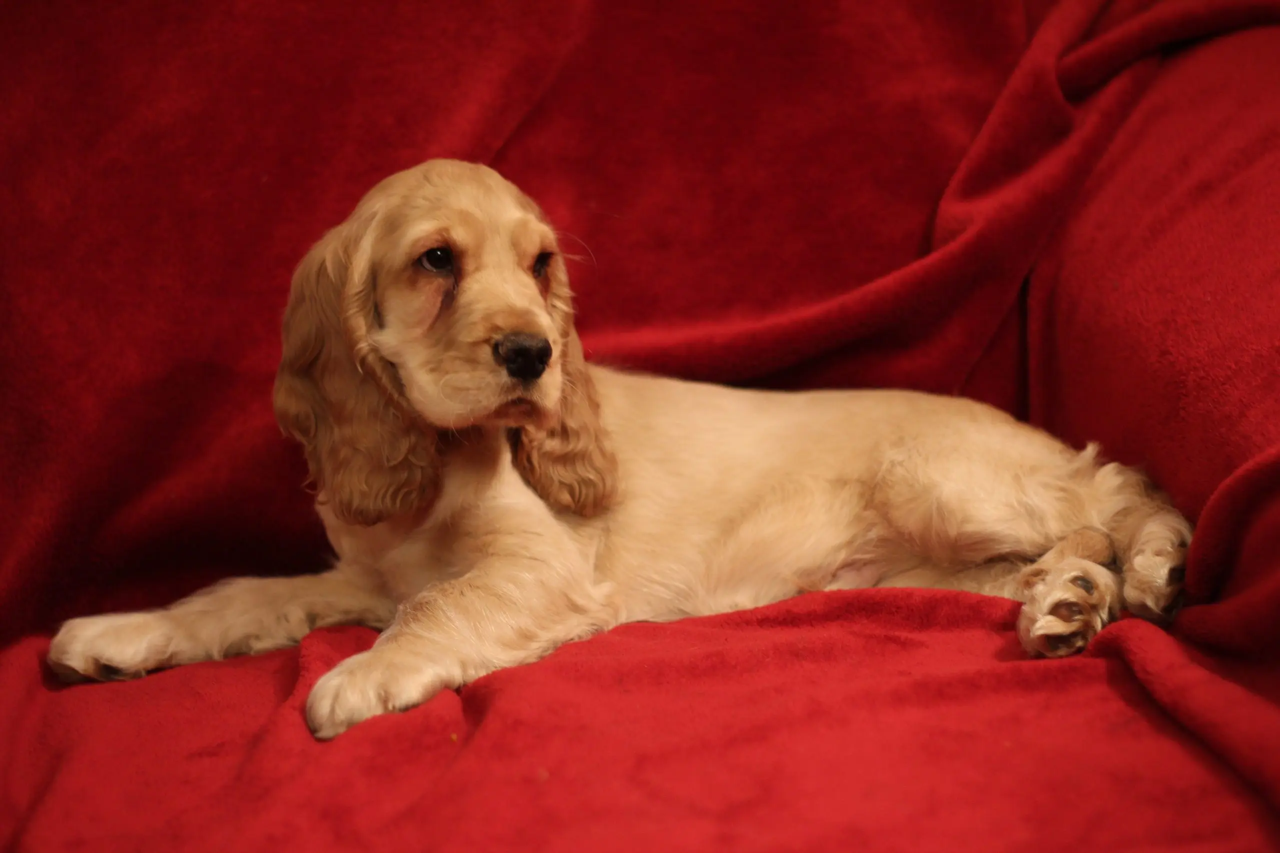 Cocker spaniel dog