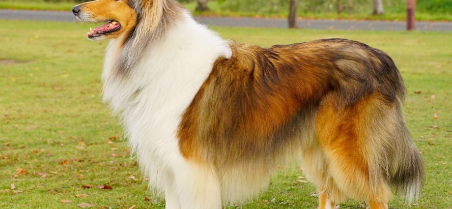 collie dog