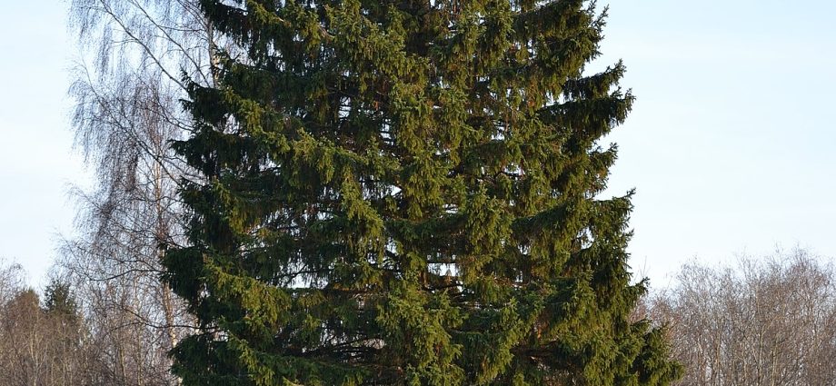 Common spruce