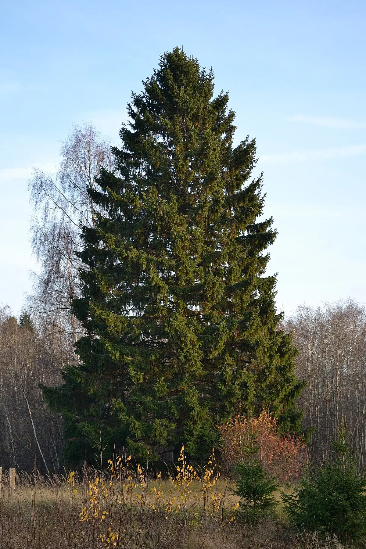 Common spruce