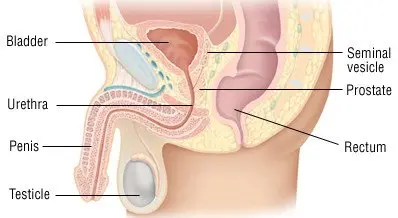 Congestive prostatitis in men