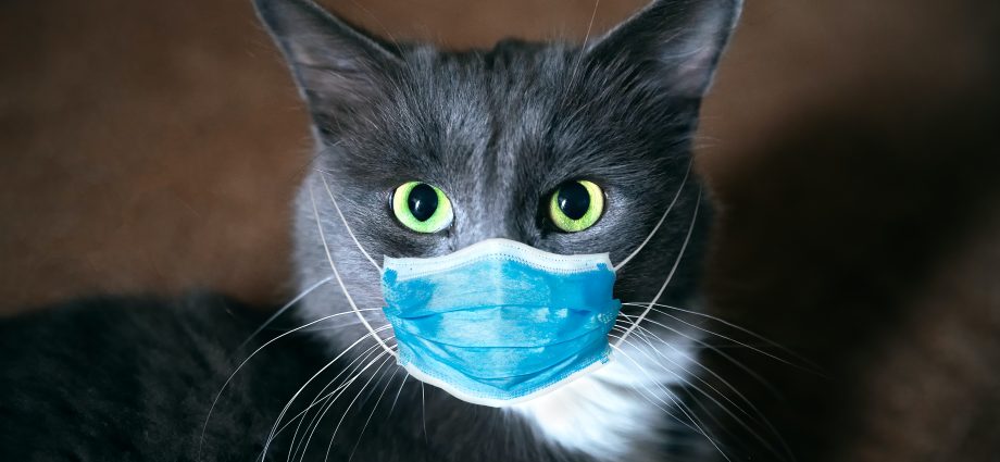 Coronavirus in cats