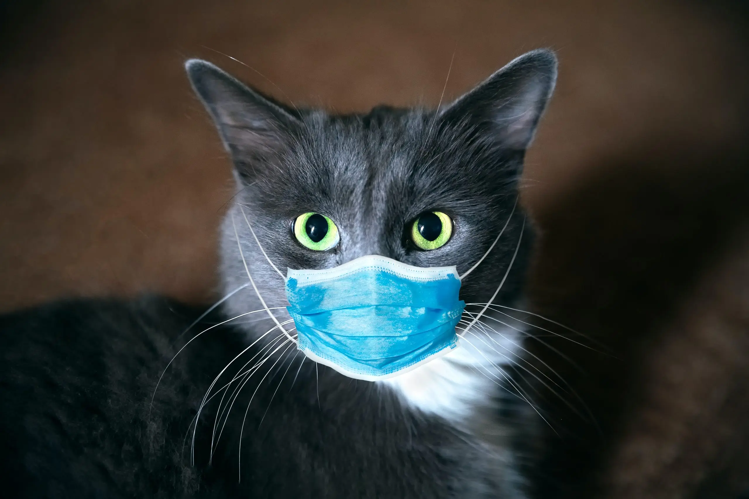Coronavirus in cats