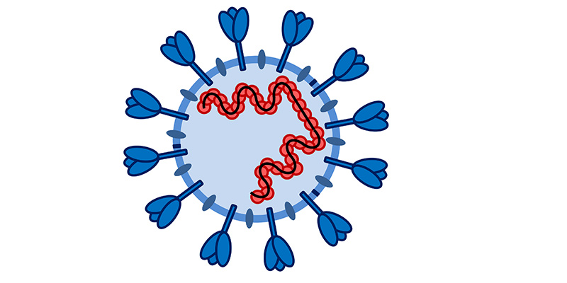 Coronavirus in humans