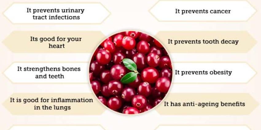 Cranberries: health benefits and harms