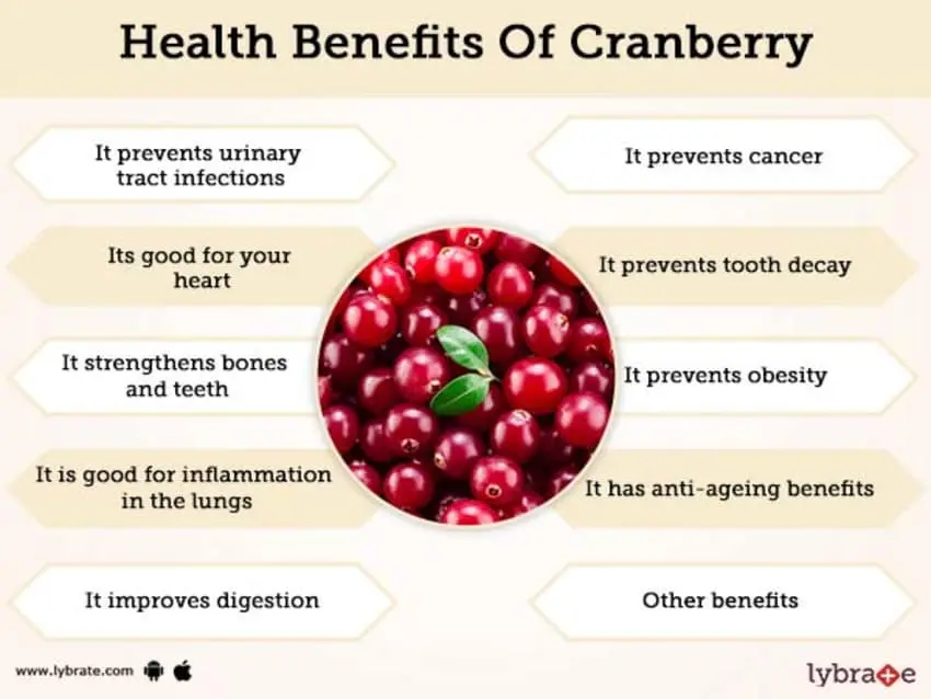 Cranberries: health benefits and harms