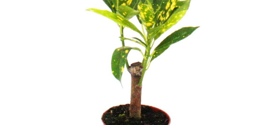Crotone (codiaeum)