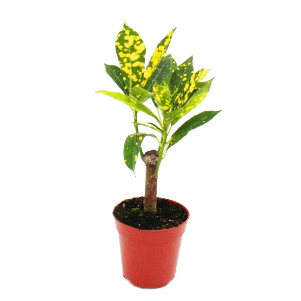 Croton (codiaeum)