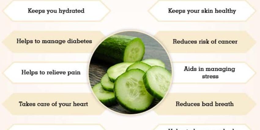 Cucumbers: benefits and harms to the body