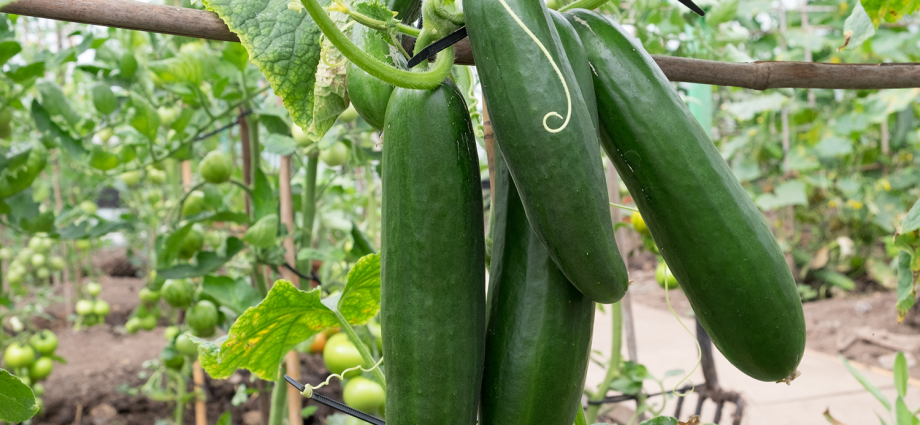 Cucumbers: how to grow a good harvest