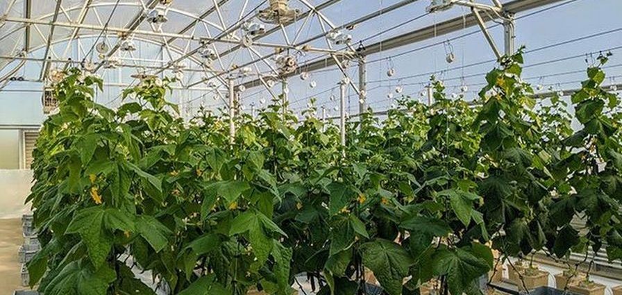 Cucumbers in a greenhouse