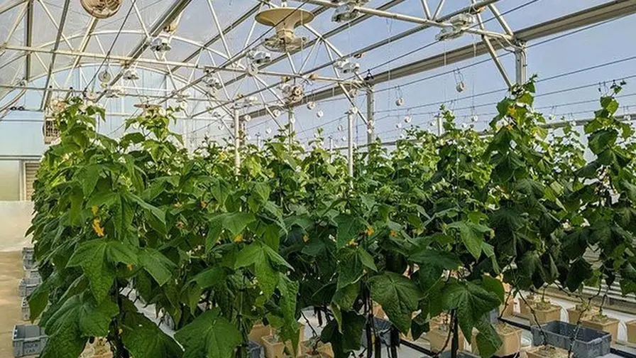 Cucumbers in a greenhouse