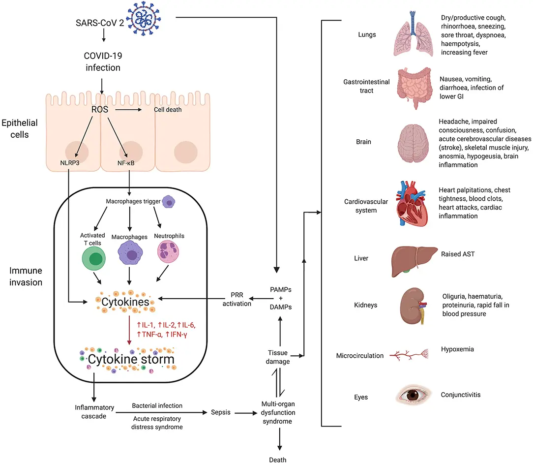 Cytokine storm in coronavirus