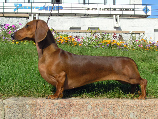 Dachshund dog