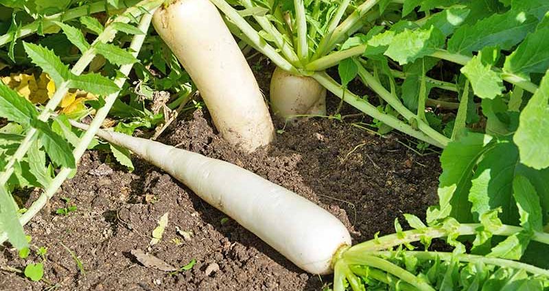 Daikon: how to grow a good crop