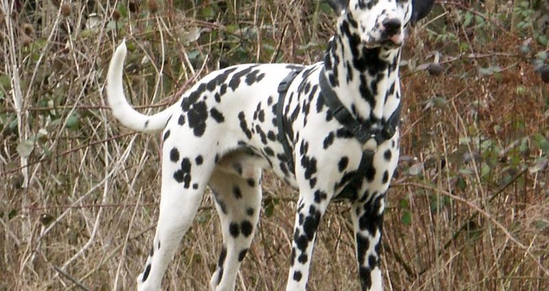 Dalmatian