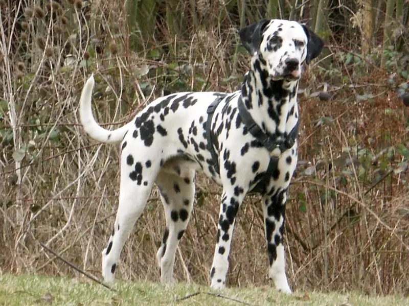 Dalmatian