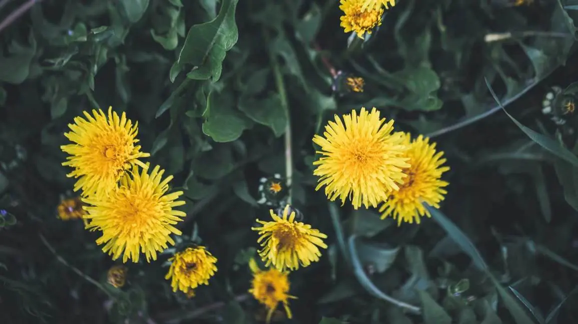 Dandelion: benefits and harms to humans