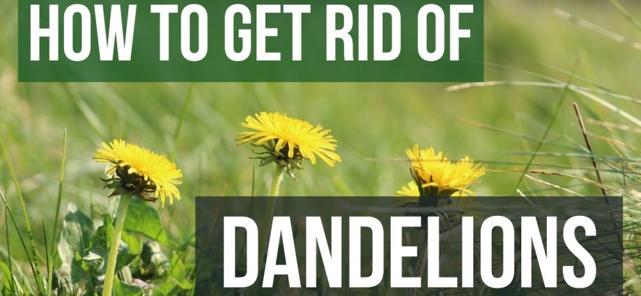 Dandelions on the site: how to get rid of