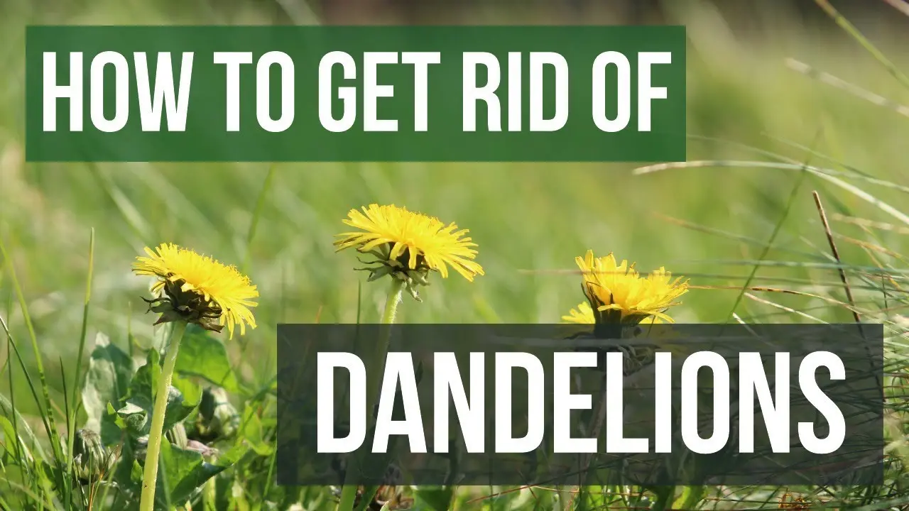 Dandelions on the site: how to get rid of