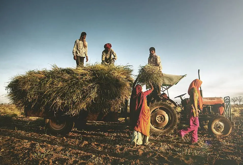 Day of Agricultural Workers 2022: the history and traditions of the holiday