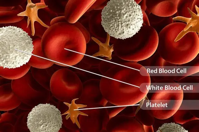 Diagnosis of blood diseases in adults