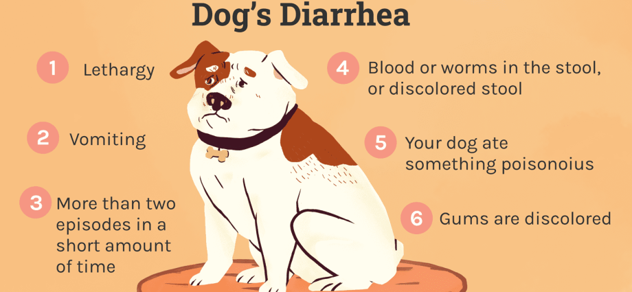 Diarré hos en hund