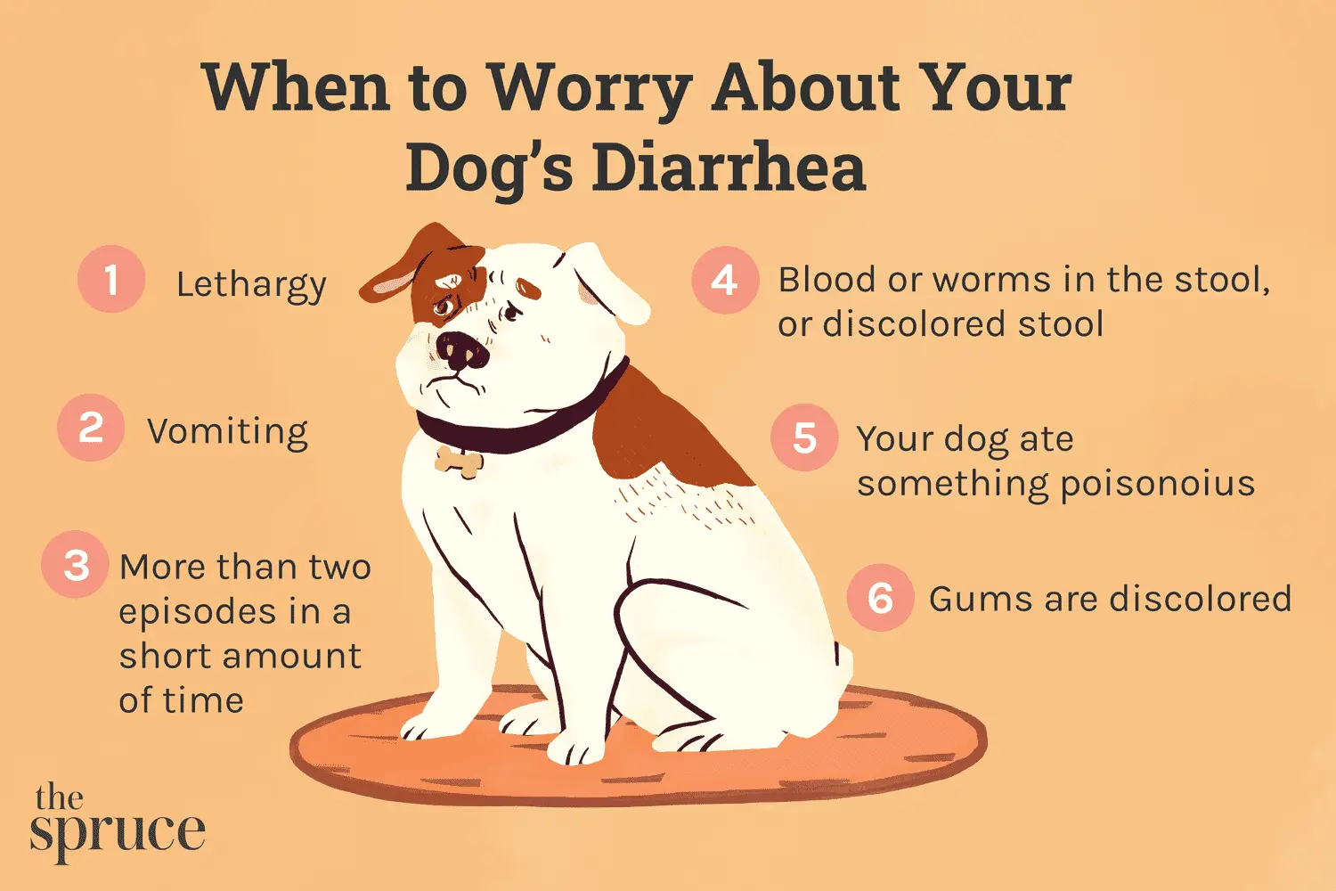 Diarrhea in a dog - Healthy Food Near Me