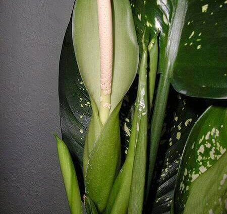 dieffenbachia flower