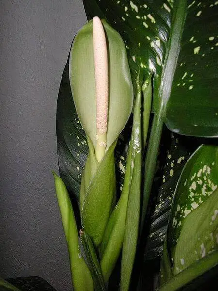 dieffenbachia flower