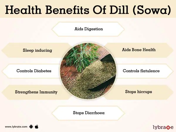 Dill: health benefits and harms