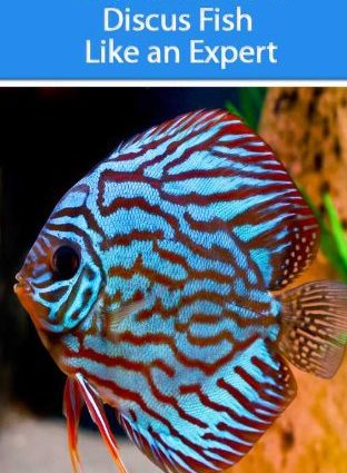 Discus fish