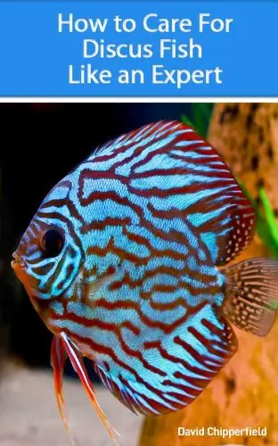 Discus fish