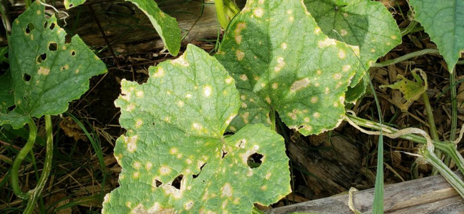 Diseases of cucumbers