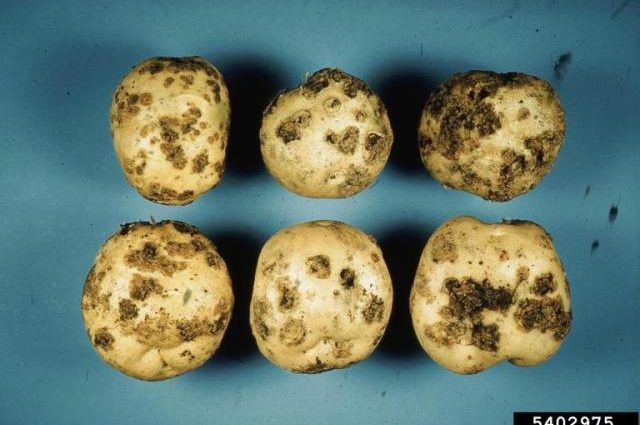 Diseases of potatoes