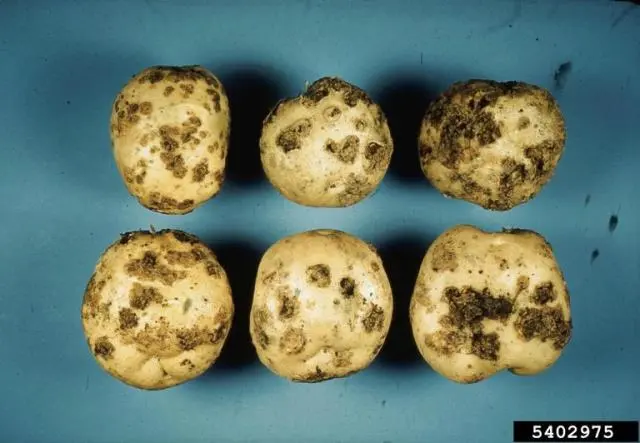 Diseases of potatoes