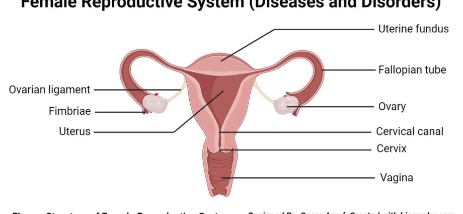 Diseases of the genital organs