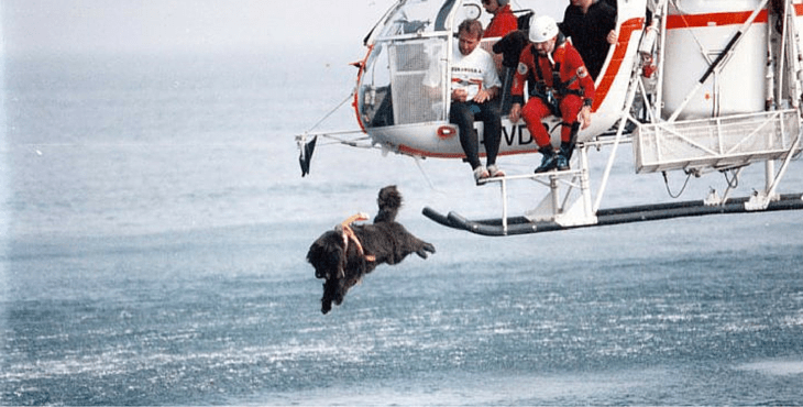 Diver dog (Newfoundland)