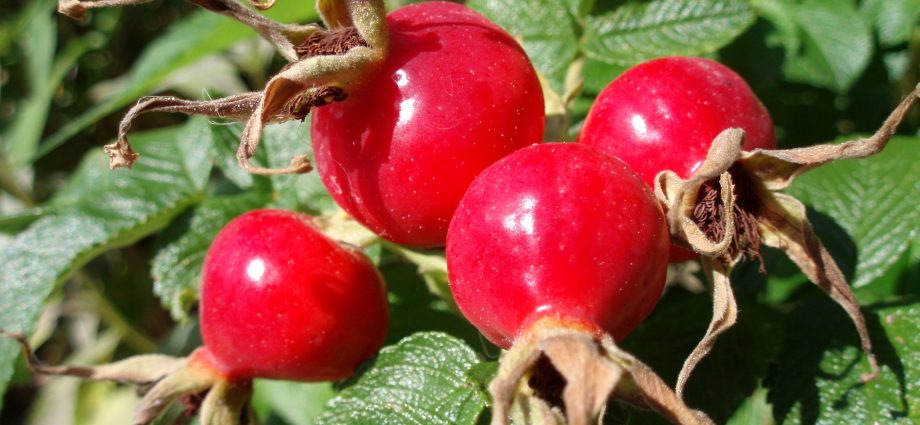 Dog-rose fruit