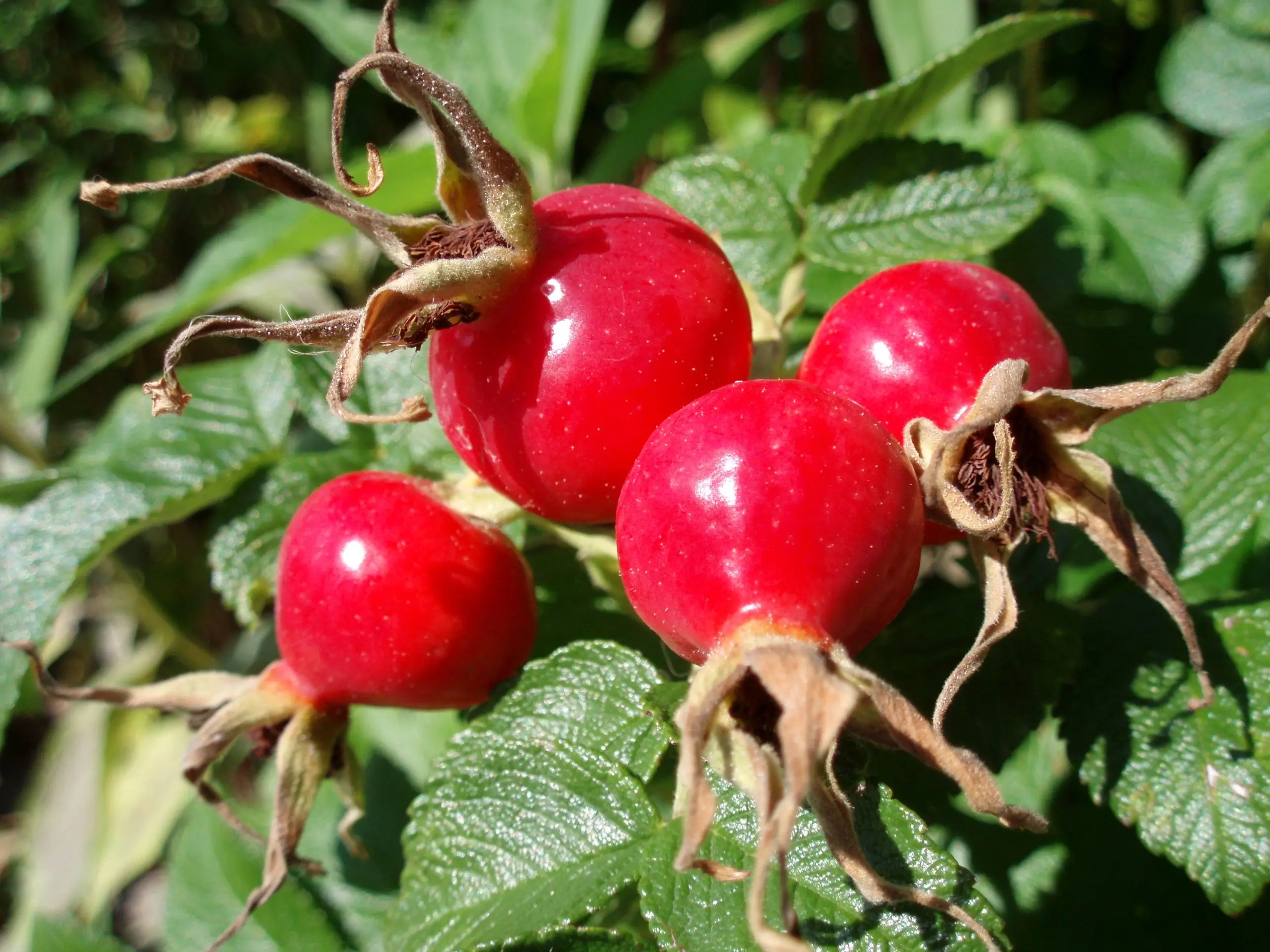 Dog-rose fruit