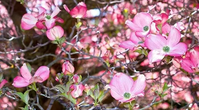 Dogwood: health benefits and harms