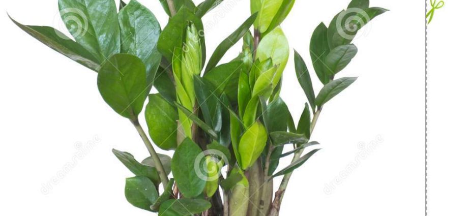 Dollar Tree (Zamioculcas)