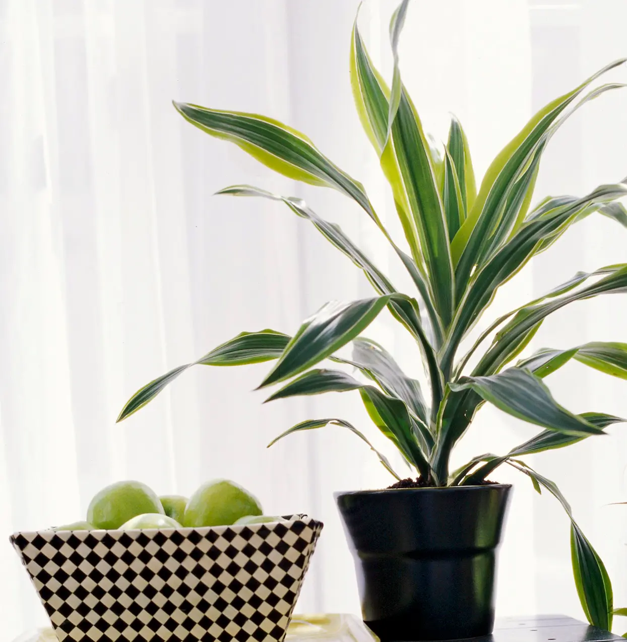 Dracaena home