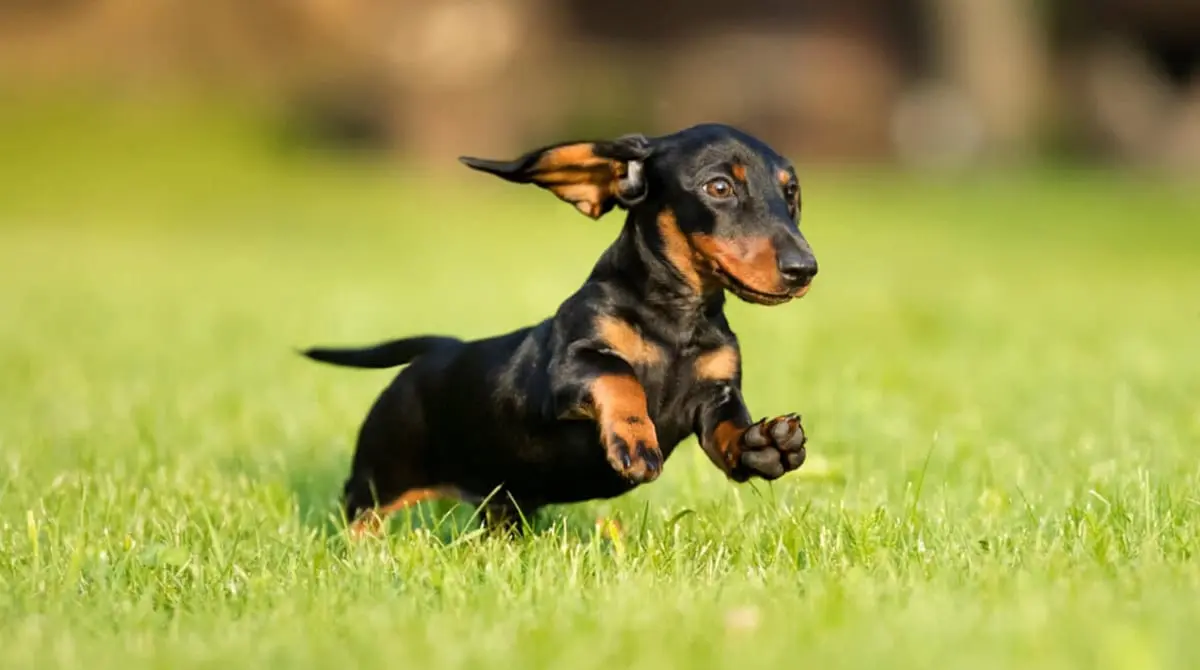Dwarf dachshund dog