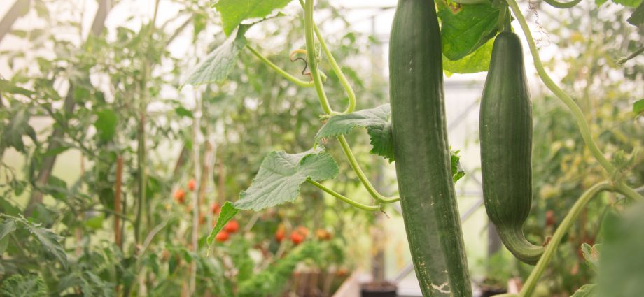 Early harvest of cucumbers in the greenhouse